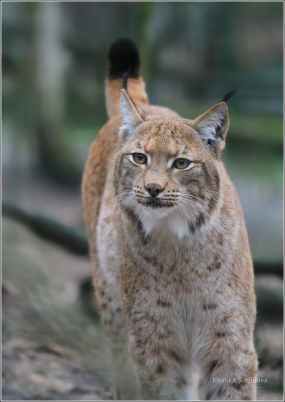 <p>RYS OSTROVID (Lynx lynx) Zoo Děčín</p>
